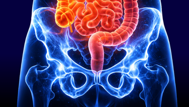 Miednica, odbytnica i jelito cienkie - Entomografia