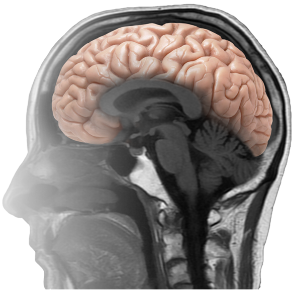 Najwyższa jakość merytoryczna - Entomografia